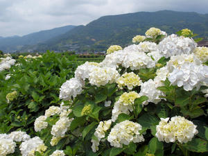 20100615_72shuusei.jpg