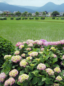 20100615_73shuusei.jpg