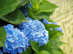 20100615_74shuusei.jpg