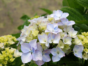 20100615_77shuusei.jpg