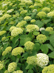 20100615_92shuusei.jpg