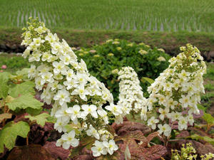 20100615_99shuusei.jpg