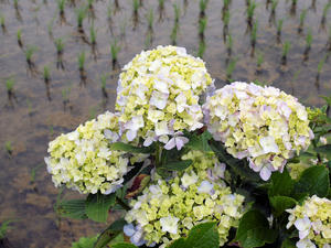 20100615_102shuusei.jpg