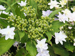 20100615_153shuusei.jpg