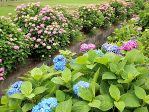 20100615_158shuusei.jpg