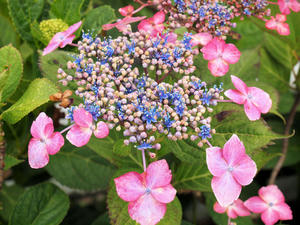 20100615_164shuusei.jpg