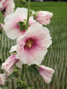 20100615_110shuusei.jpg