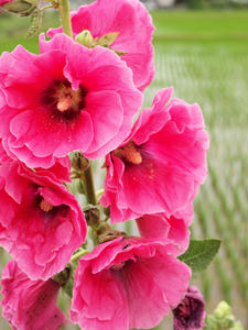 20100615_114shuusei.jpg