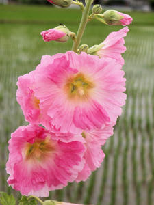 20100615_122shuusei.jpg