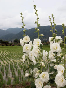 20100615_124shuusei.jpg