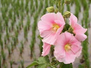 20100615_129shuusei.jpg