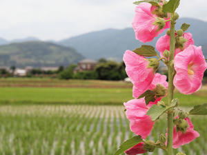 20100615_131shuusei.jpg