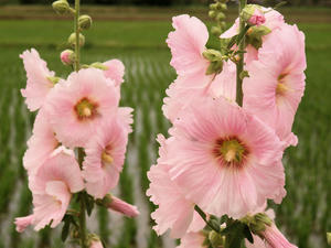 20100615_142shuusei.jpg