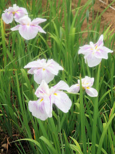 20100615_182shuusei.jpg