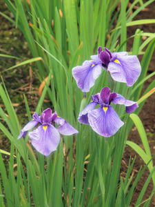 20100615_184shuusei.jpg
