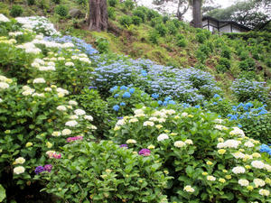 20100615_186shuusei.jpg