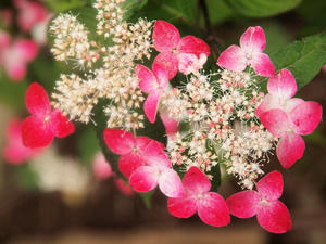 20100615_200shuusei.jpg