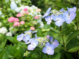20100712_98shuusei.jpg