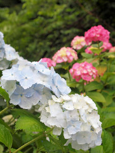 20100712_99shuusei.jpg