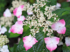 20100712_125shuusei.jpg