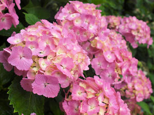 20100712_139shuusei.jpg