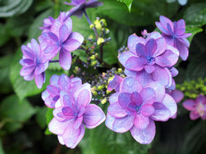 20100712_160shuusei.jpg