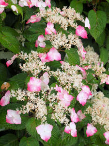 20100712_173shuusei.jpg