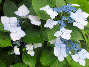20100712_183shuusei.jpg
