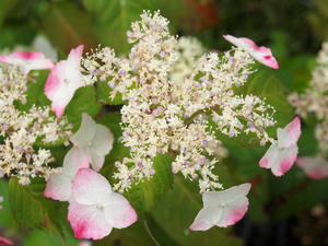 20100712_222shuusei.jpg