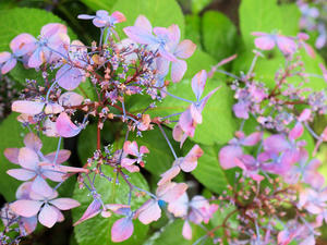20100712_248shuusei.jpg