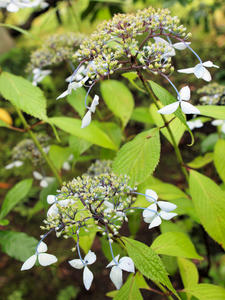 20100712_252shuusei.jpg