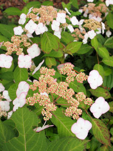20100712_272shuusei.jpg