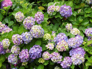 20100712_371shuusei.jpg