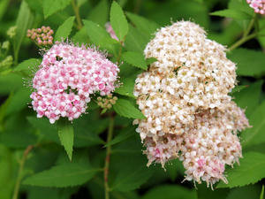 20100712_382shuusei.jpg