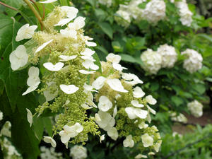20100712_383shuusei.jpg