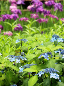 20100712_393shuusei.jpg