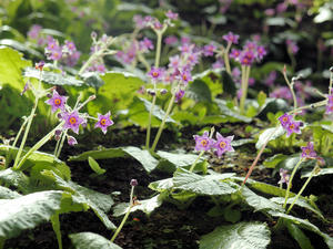 20100712_405shuusei.jpg