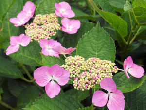 20100712_419shuusei.jpg