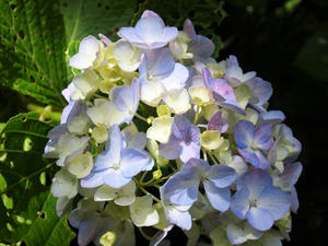 20100712_431shuusei.jpg