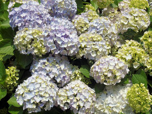 20100712_713shuusei.jpg