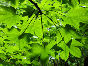 20100716_172shuusei.jpg