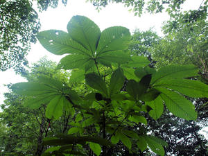 20100716_177shuusei.jpg