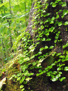 20100716_185shuusei.jpg