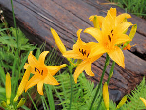 20100716_243shuusei.jpg