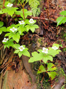 20100716_253shuusei.jpg