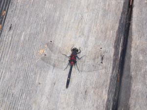 20100716_328shuusei.jpg