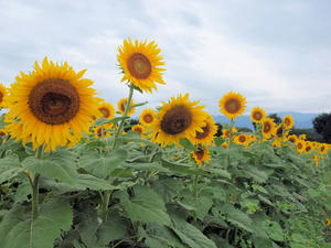 20100815_501shuusei.jpg