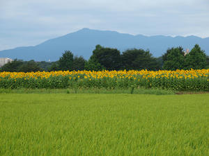 20100815_419shuusei.jpg