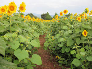 20100815_428shuusei.jpg