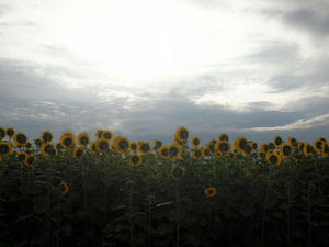 20100815_437shuusei.jpg